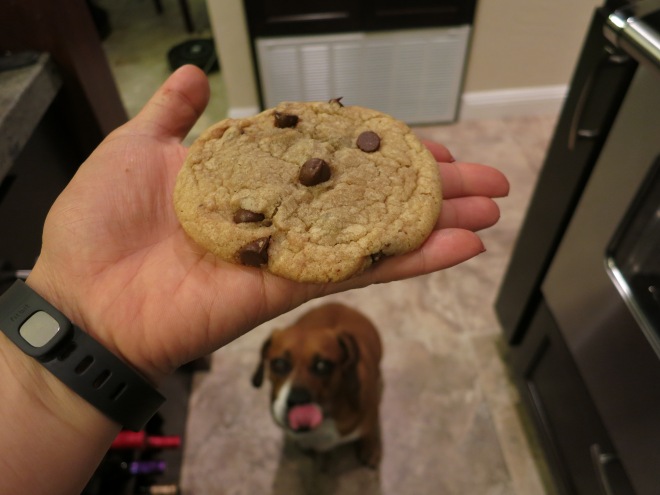 Waffles realllyy wants some cookies.